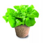 Clementoni Μαθαίνω Και Δημιουργώ Mega Bio Θερμοκήπιο 1026-63297